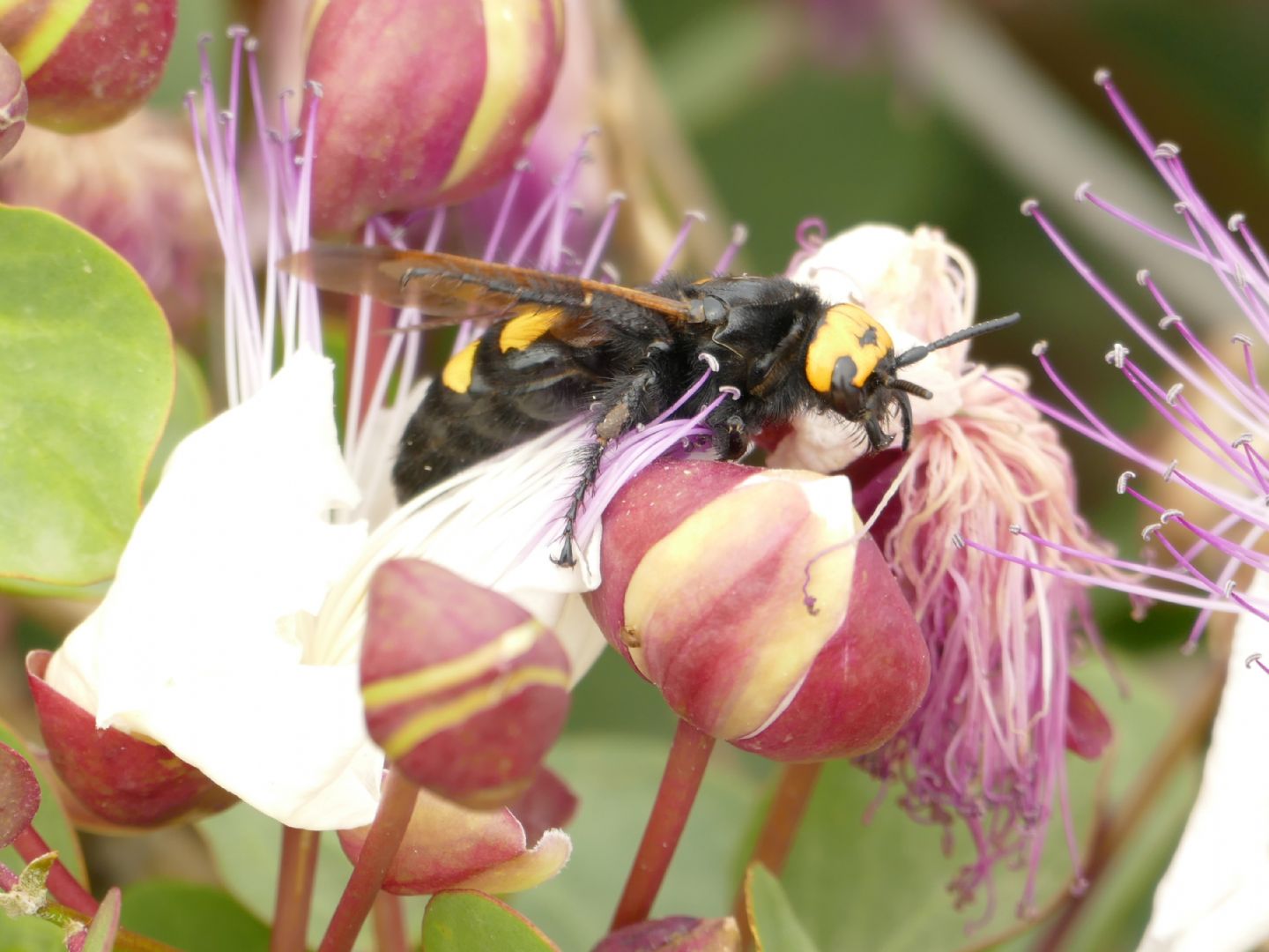 Scoliidae: femmina di Megascolia maculata flavifrons